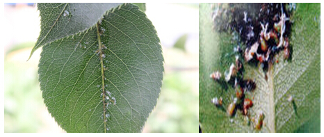 nsis)是节肢动物门_动物世界 1. 黄粉蚜成虫雌成虫体长0.7~0.8毫米,米黄色,卵圆形,腹管退化,无亮光,雌成虫足不发达,行动困难。卵长椭圆形,黄色,长0.25~0.40毫米,常数十粒成堆,似一堆黄粉末,故又称黄粉虫,在阳光下有亮光; 幼、若虫初孵幼虫长椭圆形,足发达,爬行较快,黄色;当找到固定为害部位后很少移动,身体膨大,足逐渐退化。此虫每年发生6~9代,以卵在树皮缝、翘皮下、果台脱落片下过冬。采收时果实萼洼及果面伤疤等处有大量过冬成虫或卵,树干捆绑物下或叶片上也有虫体,但这部分虫体大多不能造成下年为害。此虫在树皮下常年均有虫体